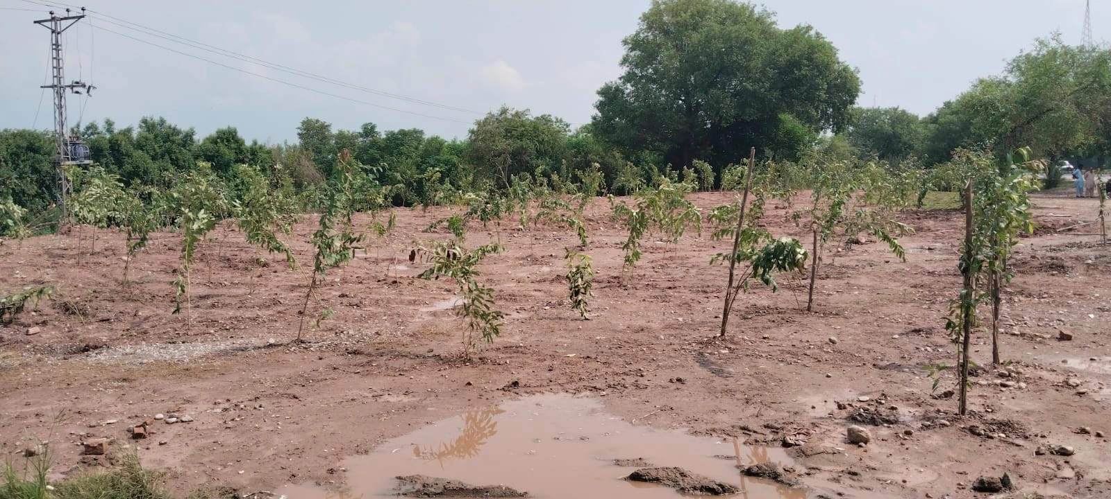 Trees on the ground of madni masjid one nation voice