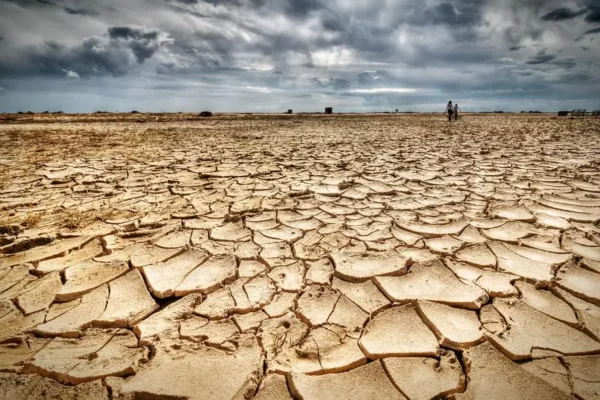 Harvesting Peace from a Withered Earth