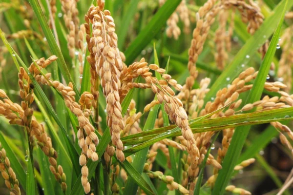 The Miracle in Every Grain The Miracle in Every Grain