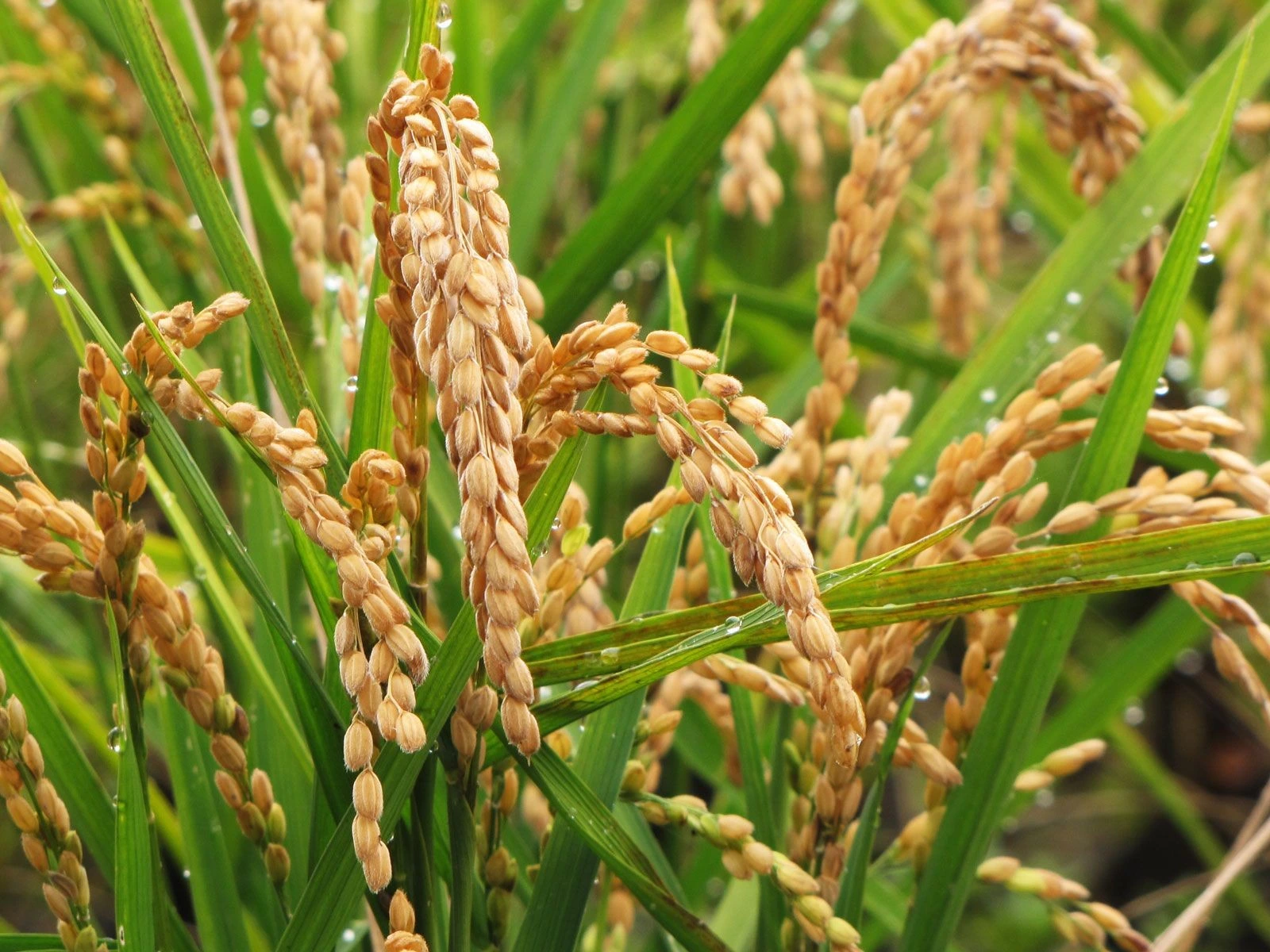 The Miracle in Every Grain