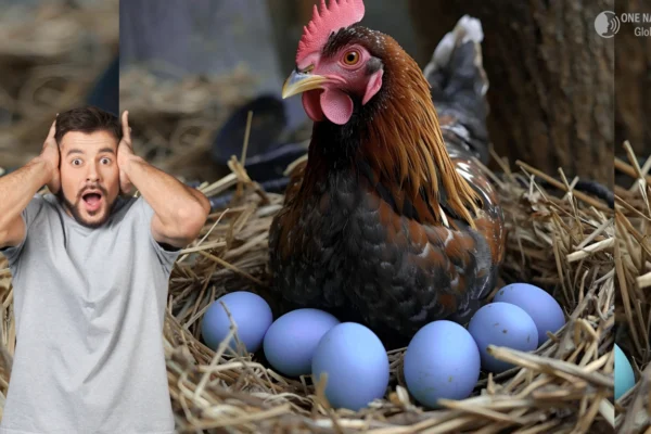 Internet Goes as Hen Lays Blue Eggs