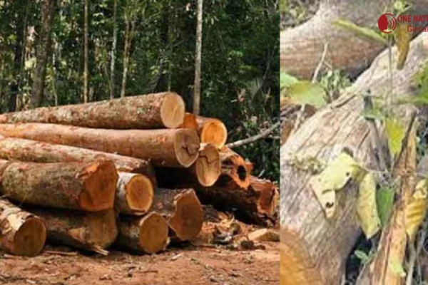 Punjab to Allow Use of Forest Land for Key National Projects
