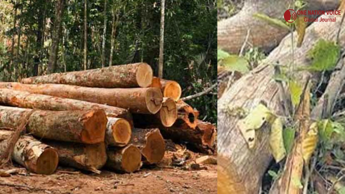 Punjab to Allow Use of Forest Land for Key National Projects
