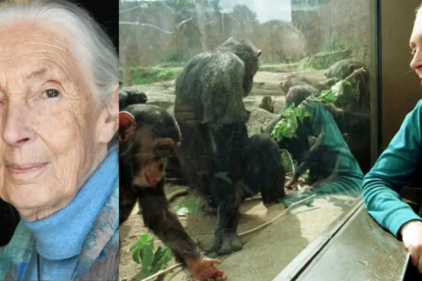 Renowned primatologist Jane Goodall dies at 91