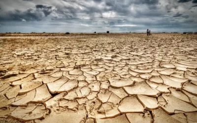 Harvesting Peace from a Withered Earth