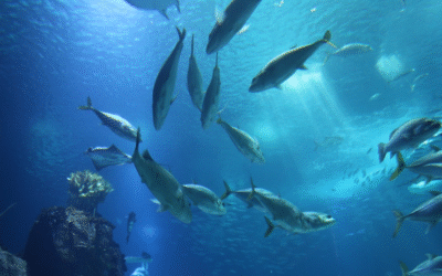 The Startup Revolution ASEAN’s Oceans Need