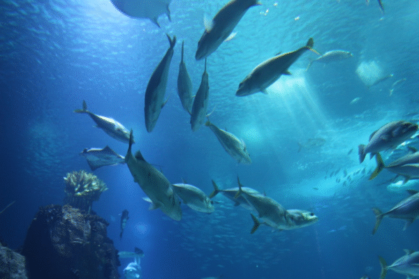 Revolution ASEAN’s Oceans