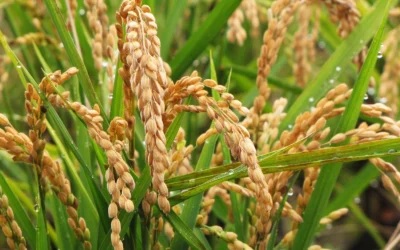 The Miracle in Every Grain