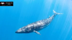 4 Rare Bryde’s Whales Sighted Off Gwadar Coast WWF-Pakistan