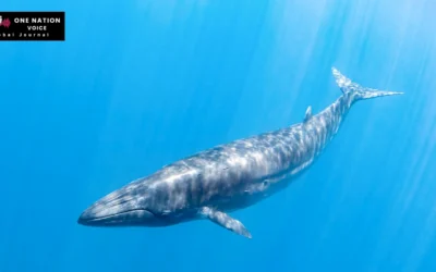 4 Rare Bryde’s Whales Sighted Off Gwadar Coast