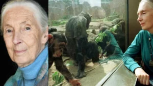 Renowned primatologist Jane Goodall dies at 91