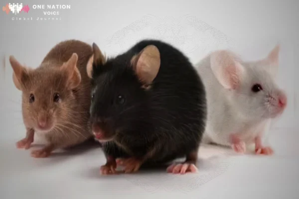 one nation voice Image