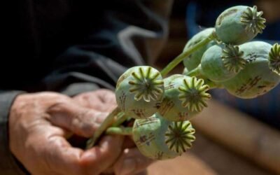 How Afghanistan Rewired Global Trafficking